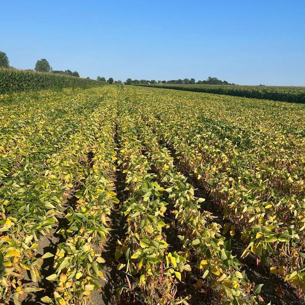 suhi šareni thumbnail 2