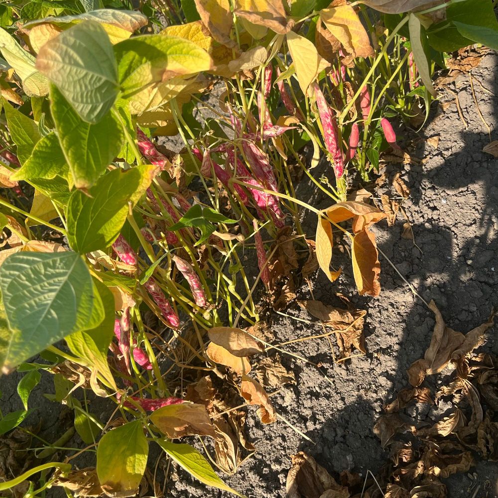 suhi šareni thumbnail 3