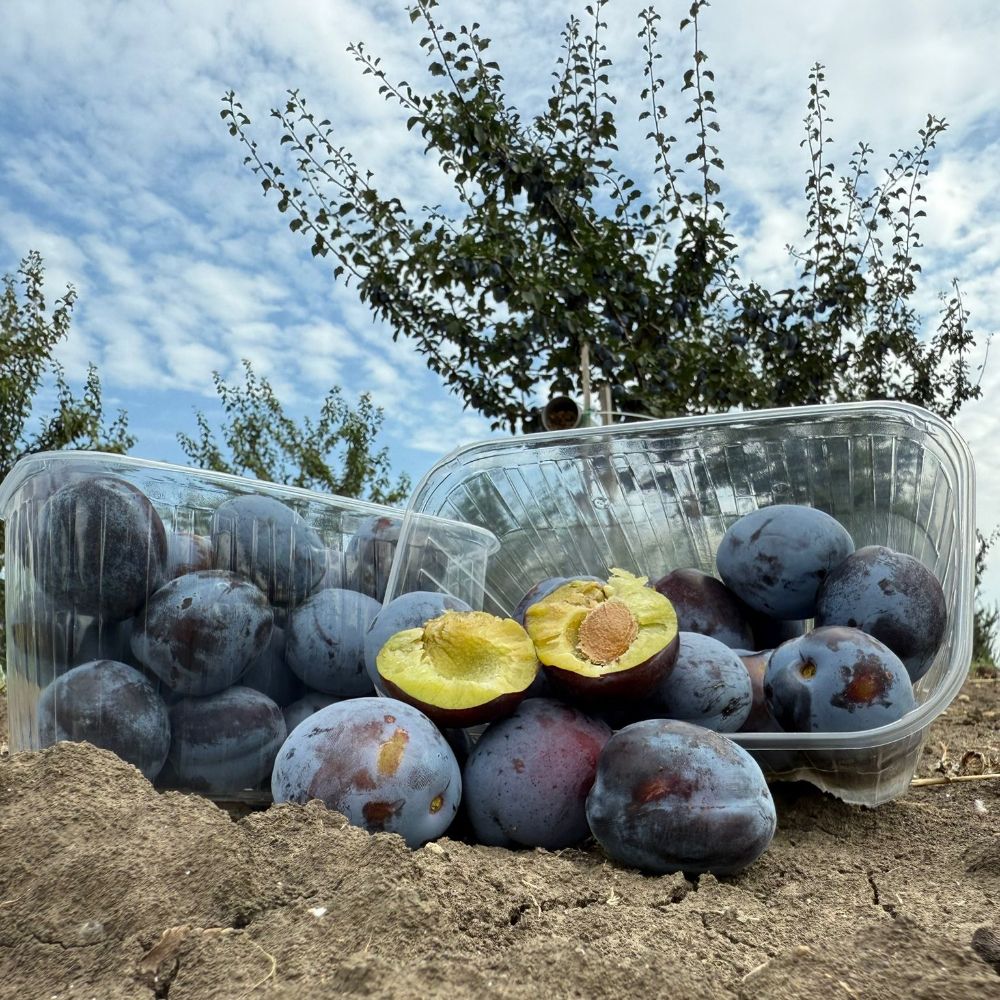 Čačanska ljepotica EKO - Image 1