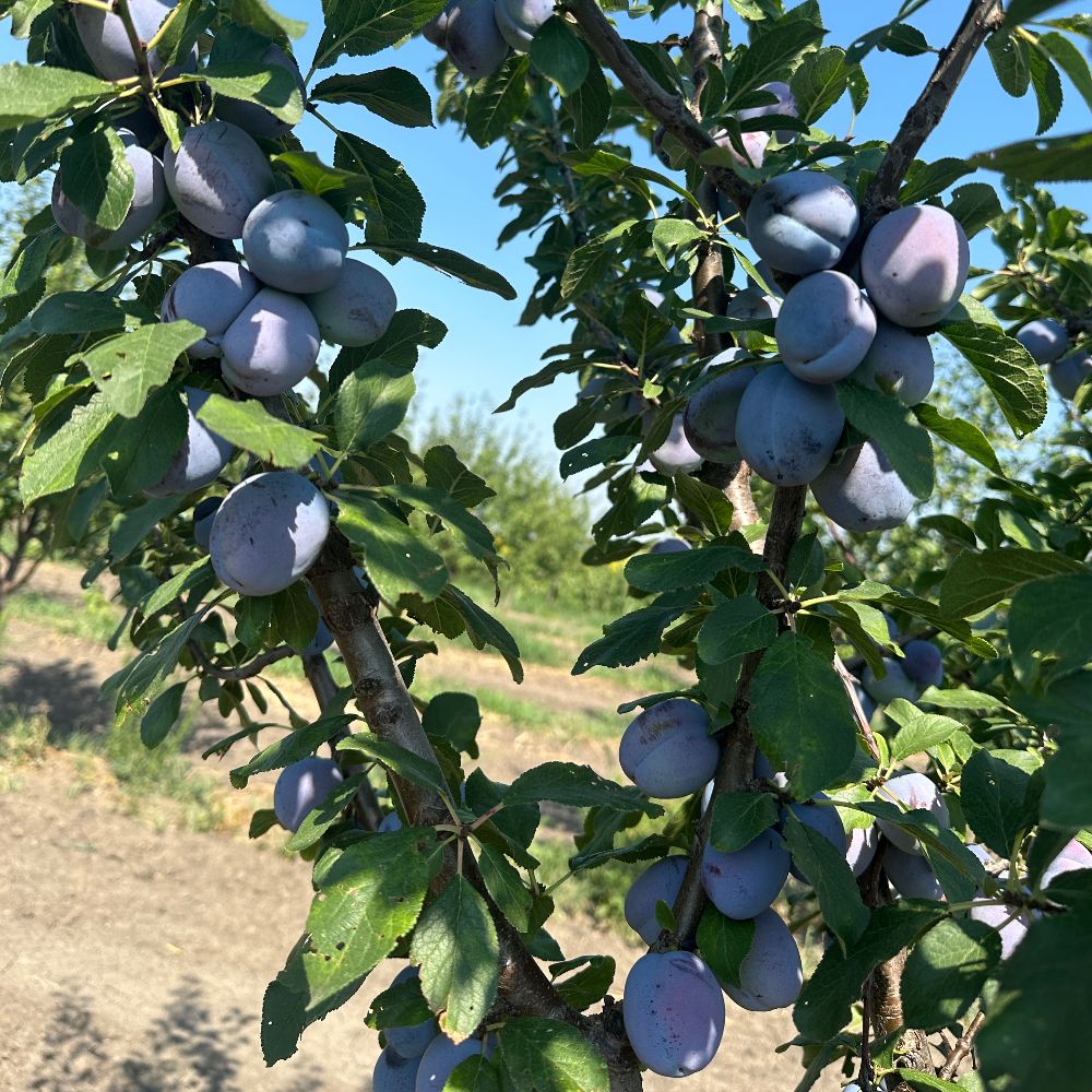 Čačanska ljepotica EKO thumbnail 4