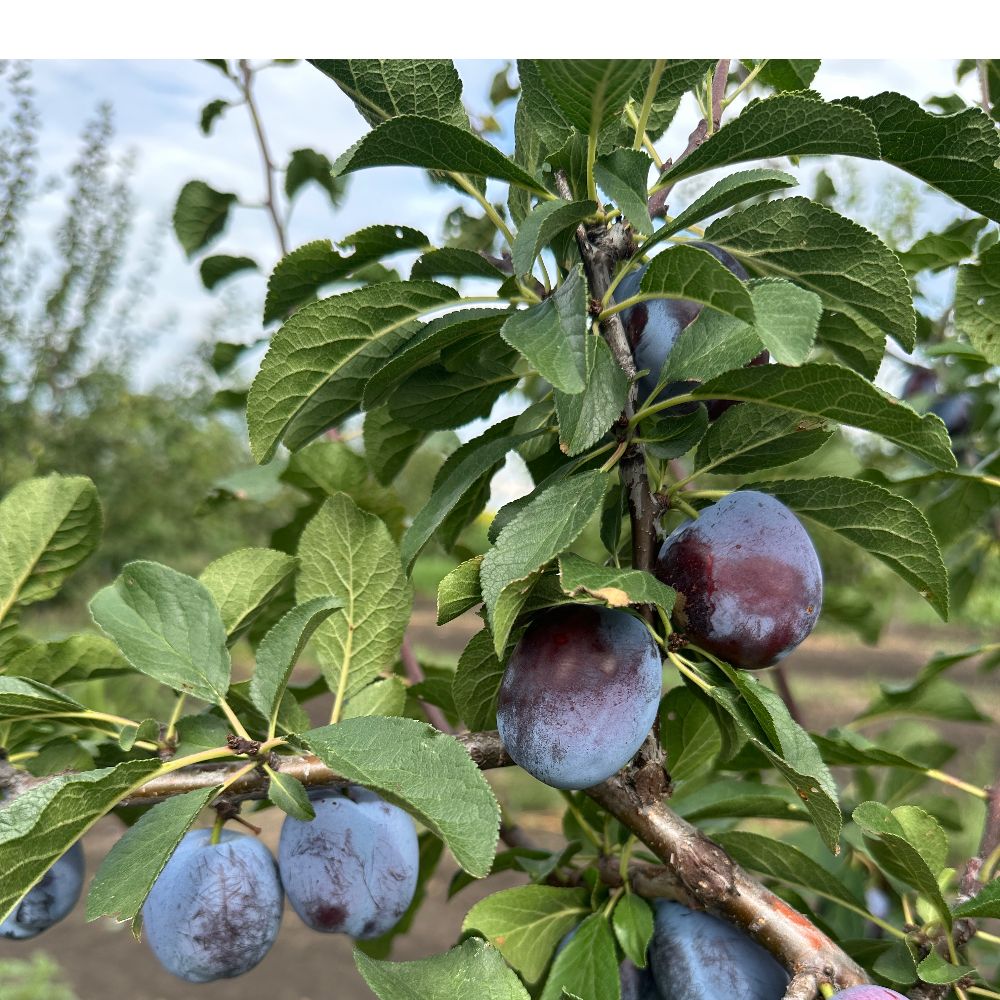 Čačanska ljepotica EKO thumbnail 3