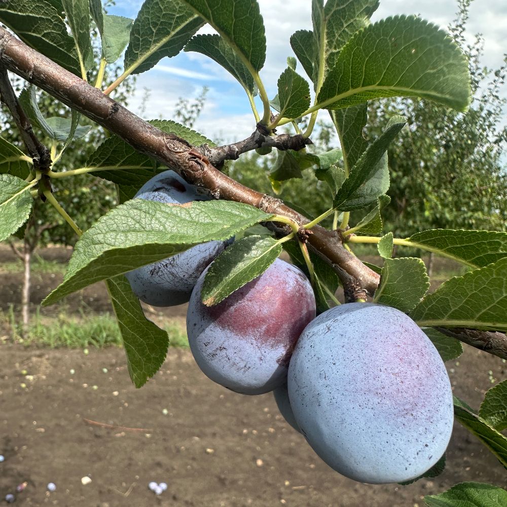 Čačanska ljepotica EKO thumbnail 2