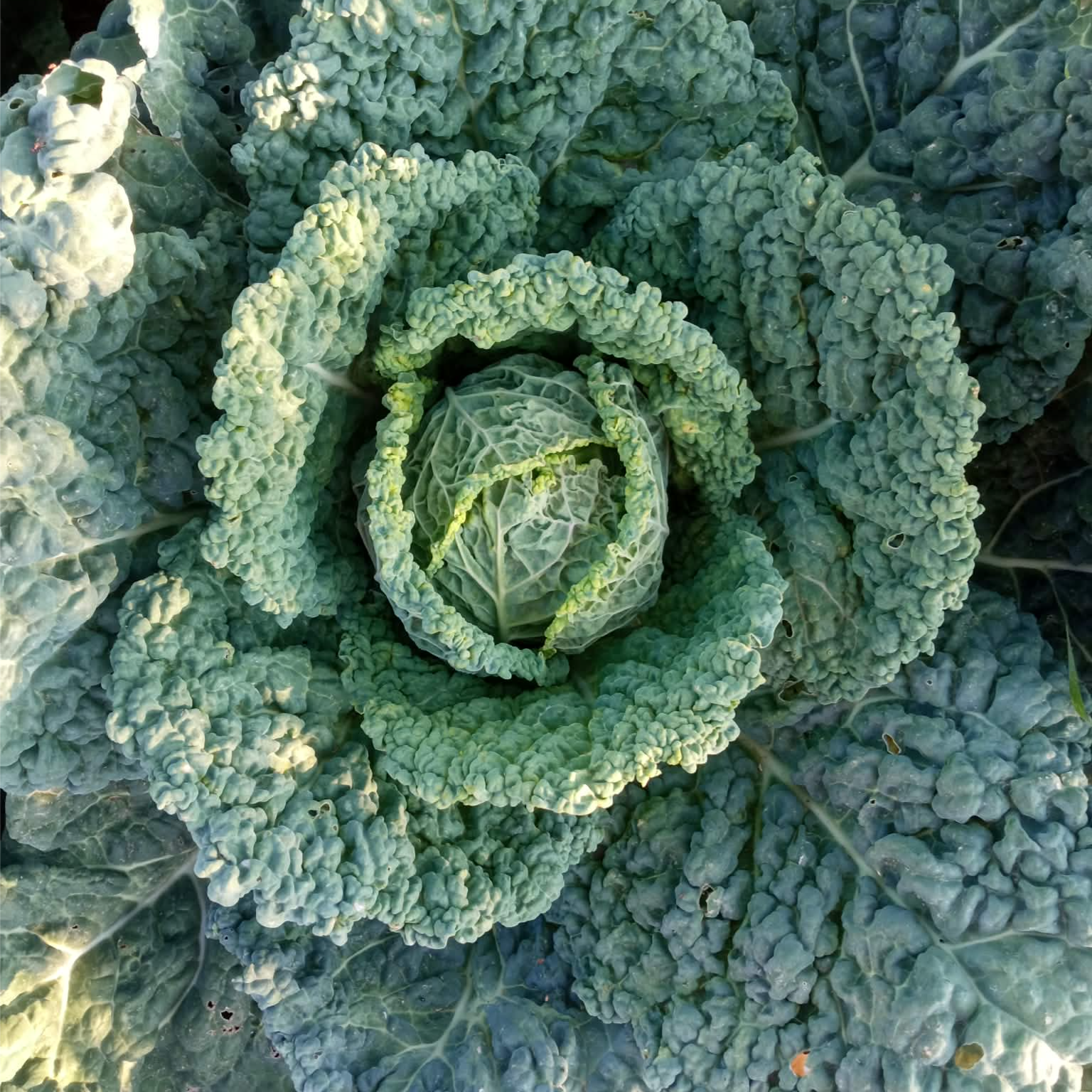 Mladi eko kelj - Image 1