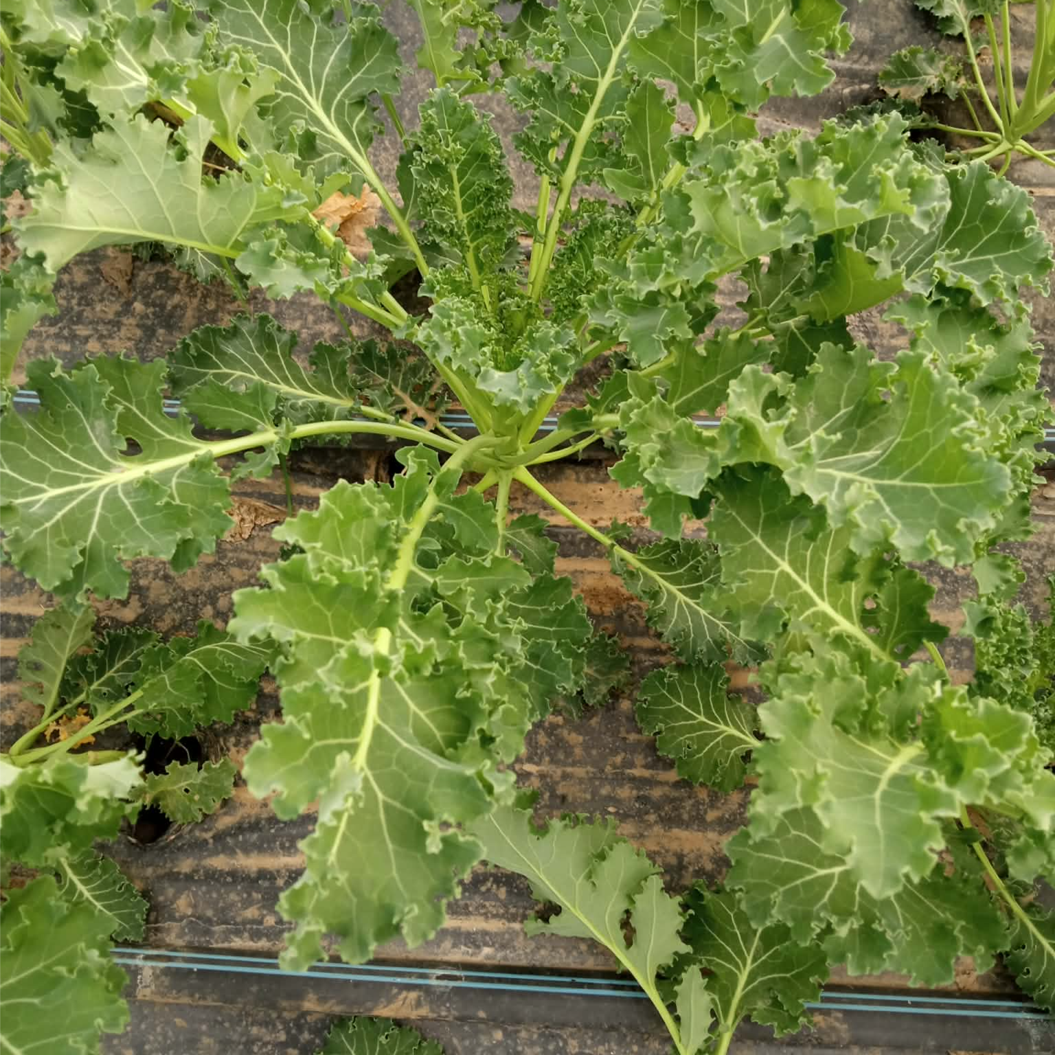 Ricasti kelj - Image 1