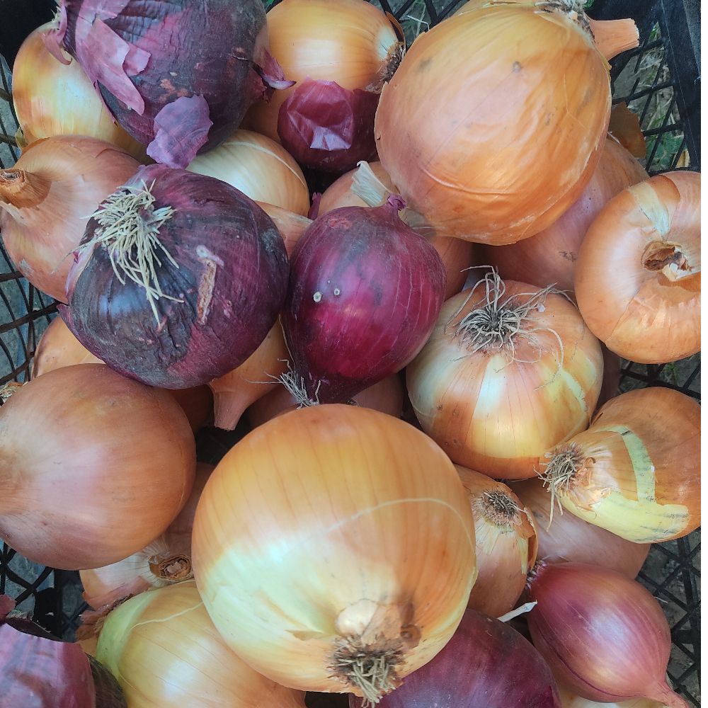 EKO - mladi - miješani