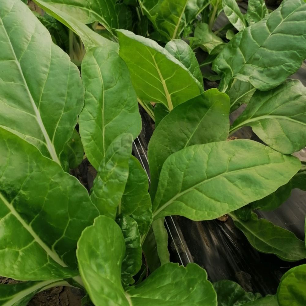 Mlada ekološka - Image 1