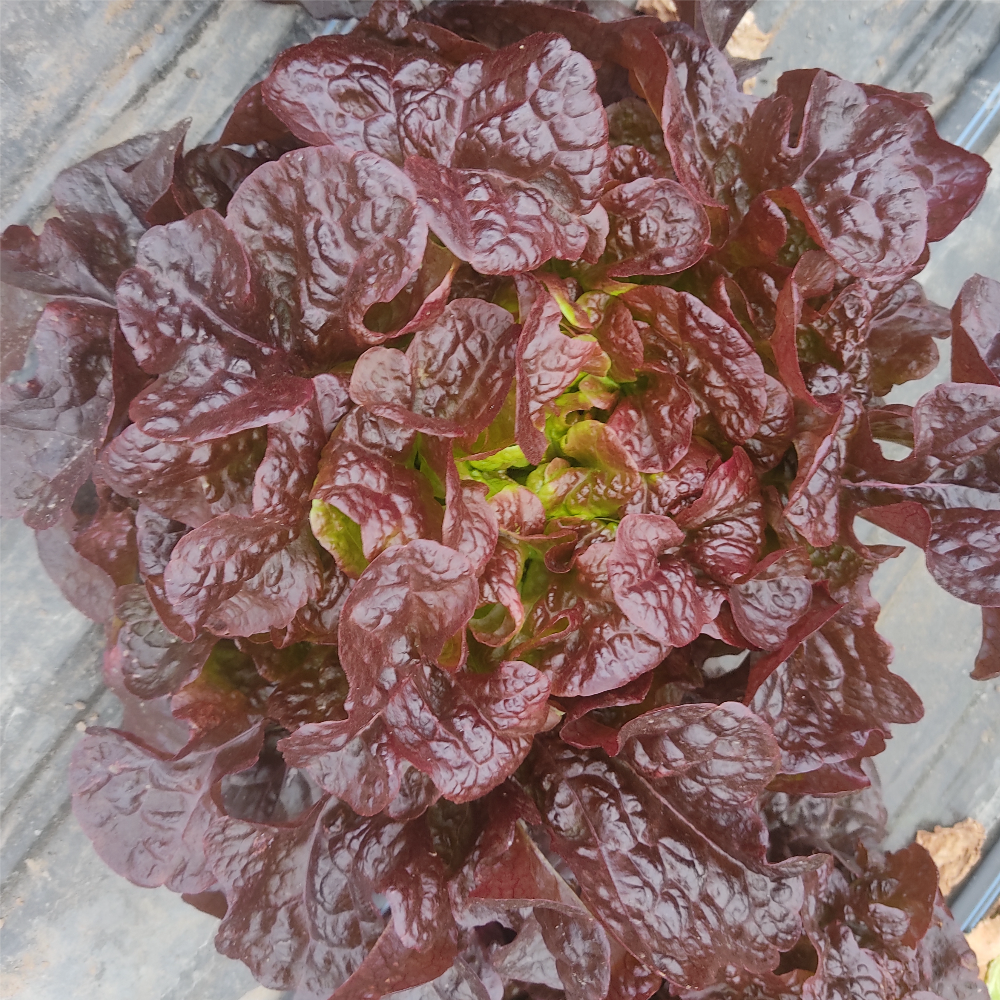 hrastov list - crveni - Image 1