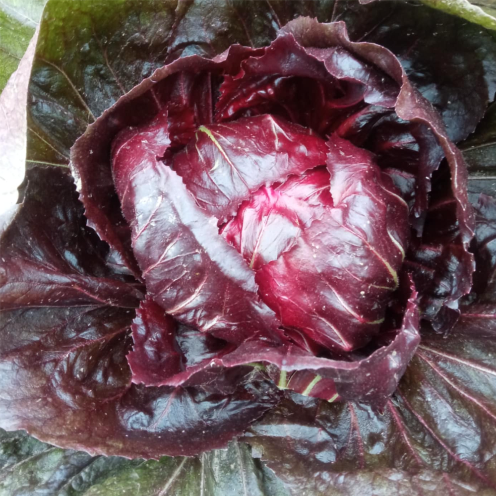 crveni radić - Image 1