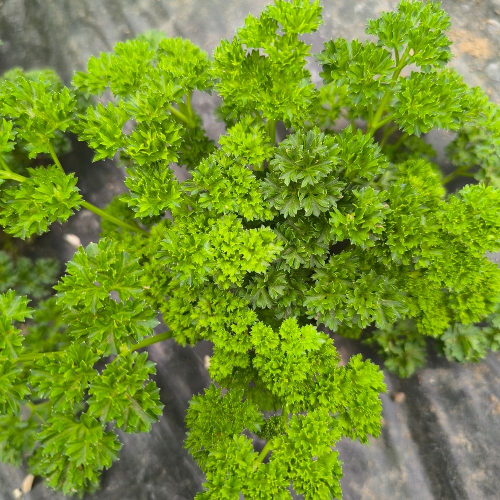 Čipkasti - EKO - Image 1