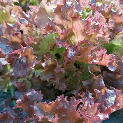 eko crvena kristalka