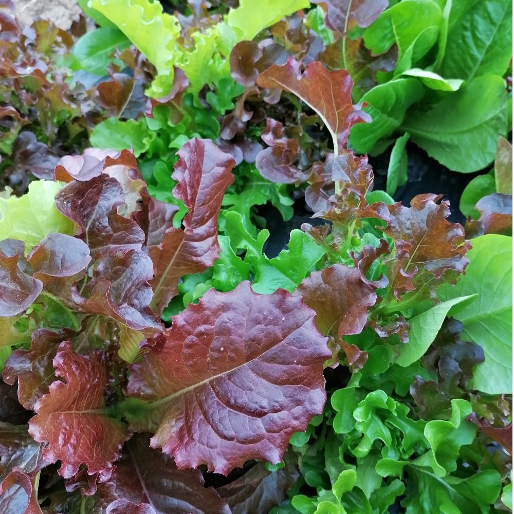 EKO - salatina - Image 1