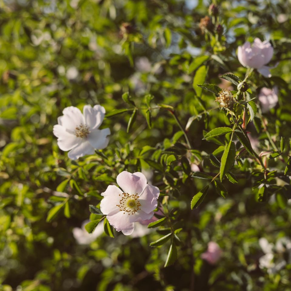 Ekstra džem od divljeg šipka thumbnail 3