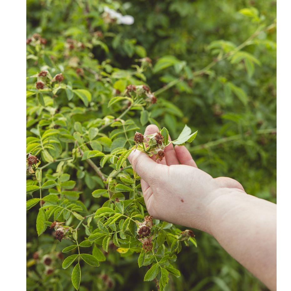 Ekstra džem od divljeg šipka thumbnail 4