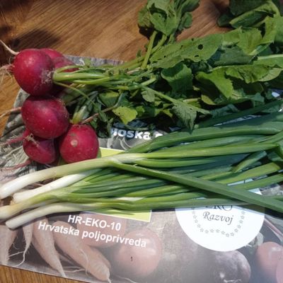 Rotkvica i mladi luk