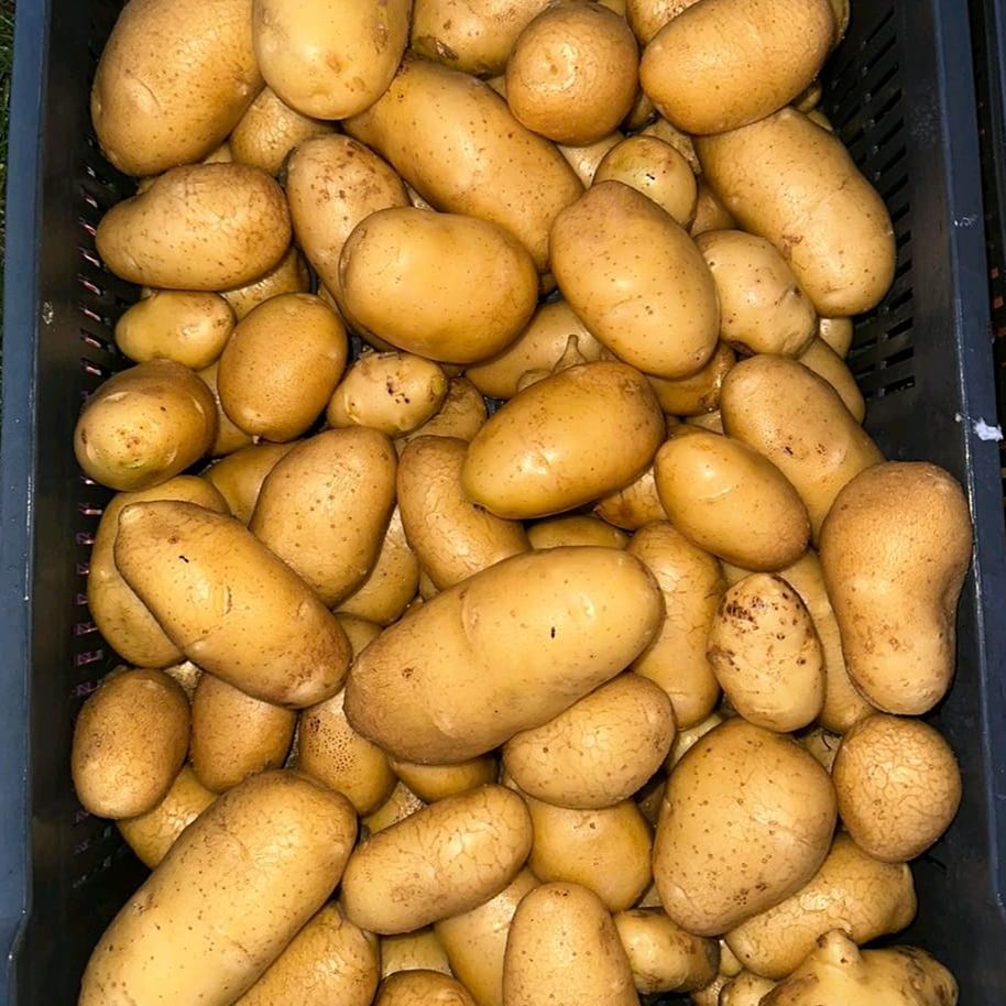 EKO bijeli mladi - Image 1