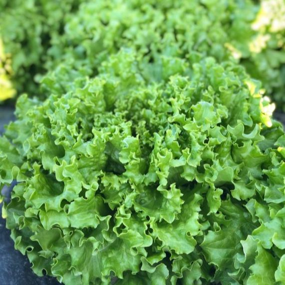 kristalka thumbnail 2