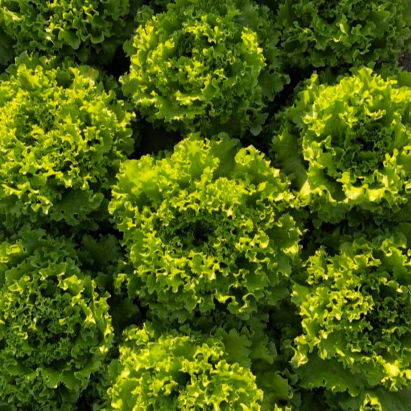 kristalka thumbnail 3