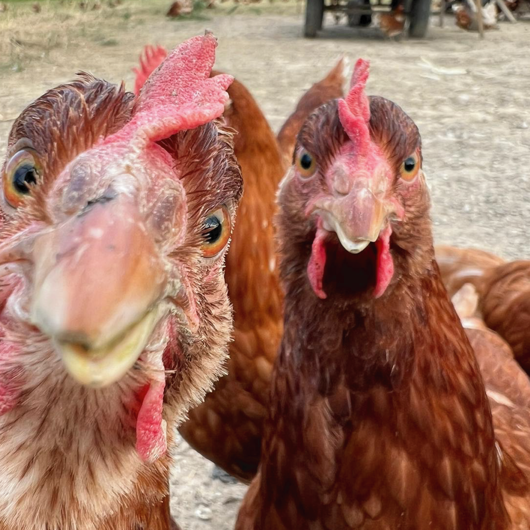 iz slobodnog uzgoja thumbnail 2