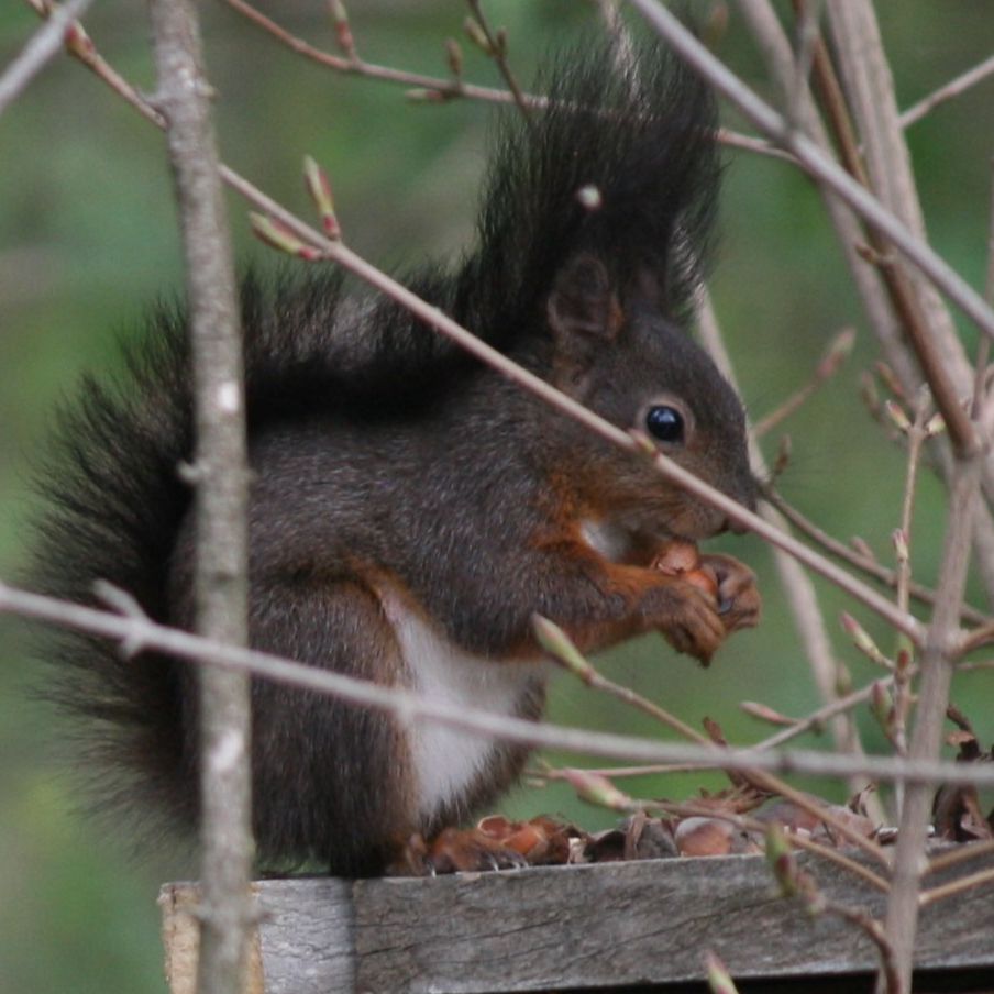 Slavonski Eko -  Rimski okrugli  thumbnail 7