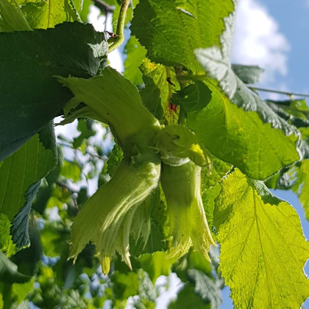 Slavonski Eko- Istarski dugi  thumbnail 2