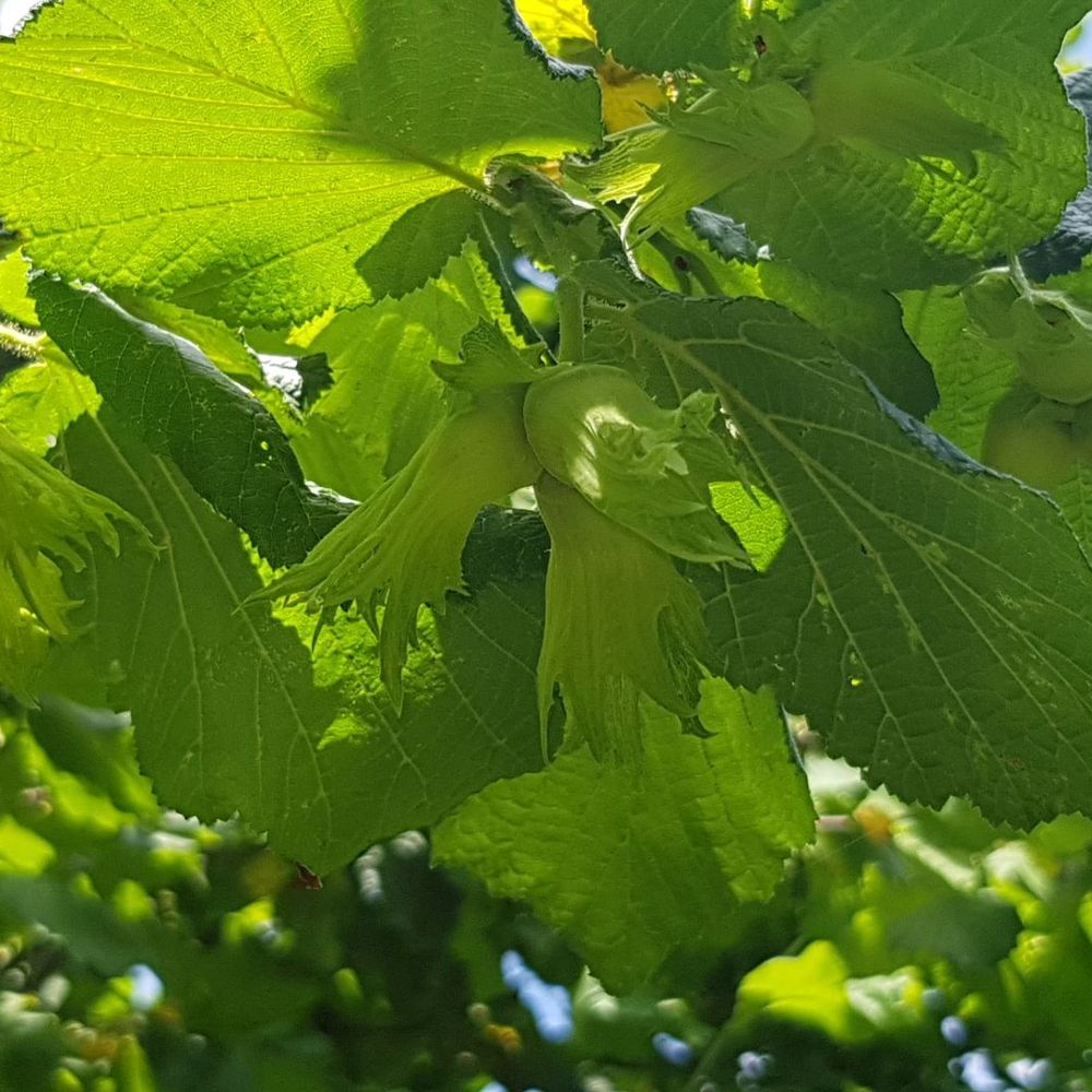 Slavonski Eko- Istarski dugi  thumbnail 3