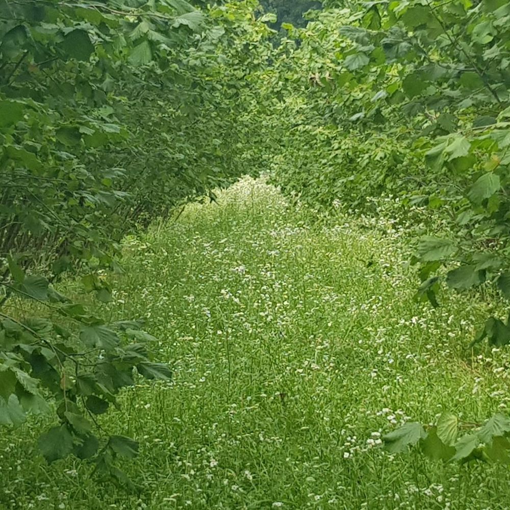 Slavonski Eko- Istarski dugi  thumbnail 4