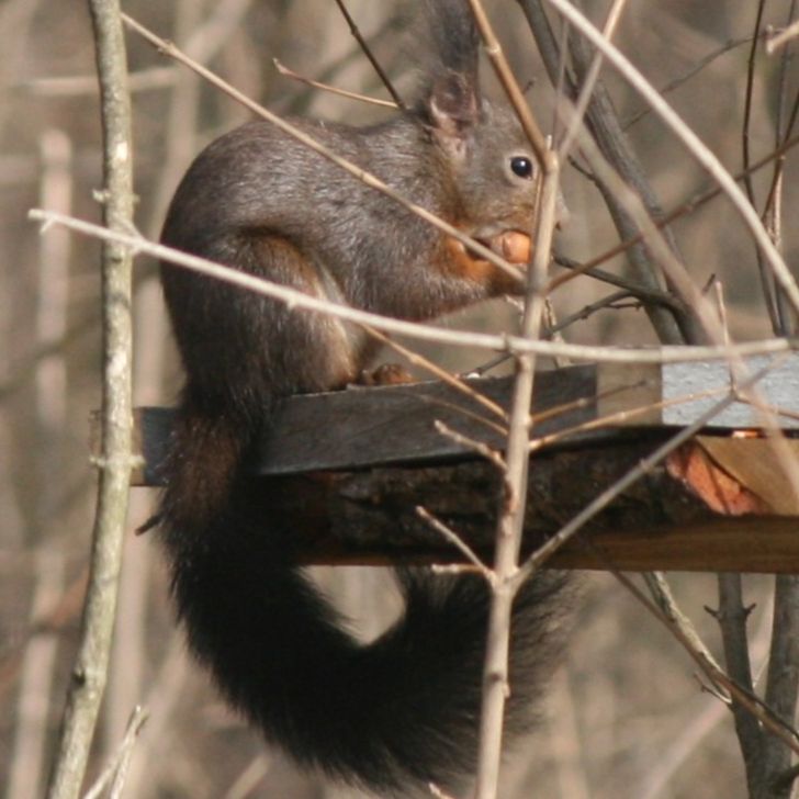 Slavonski Eko- Istarski dugi  thumbnail 6