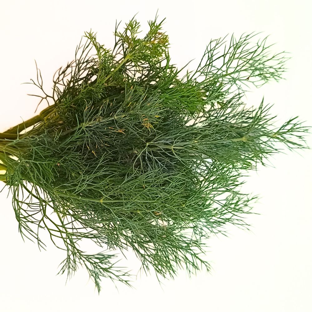 Svježi list - Image 1