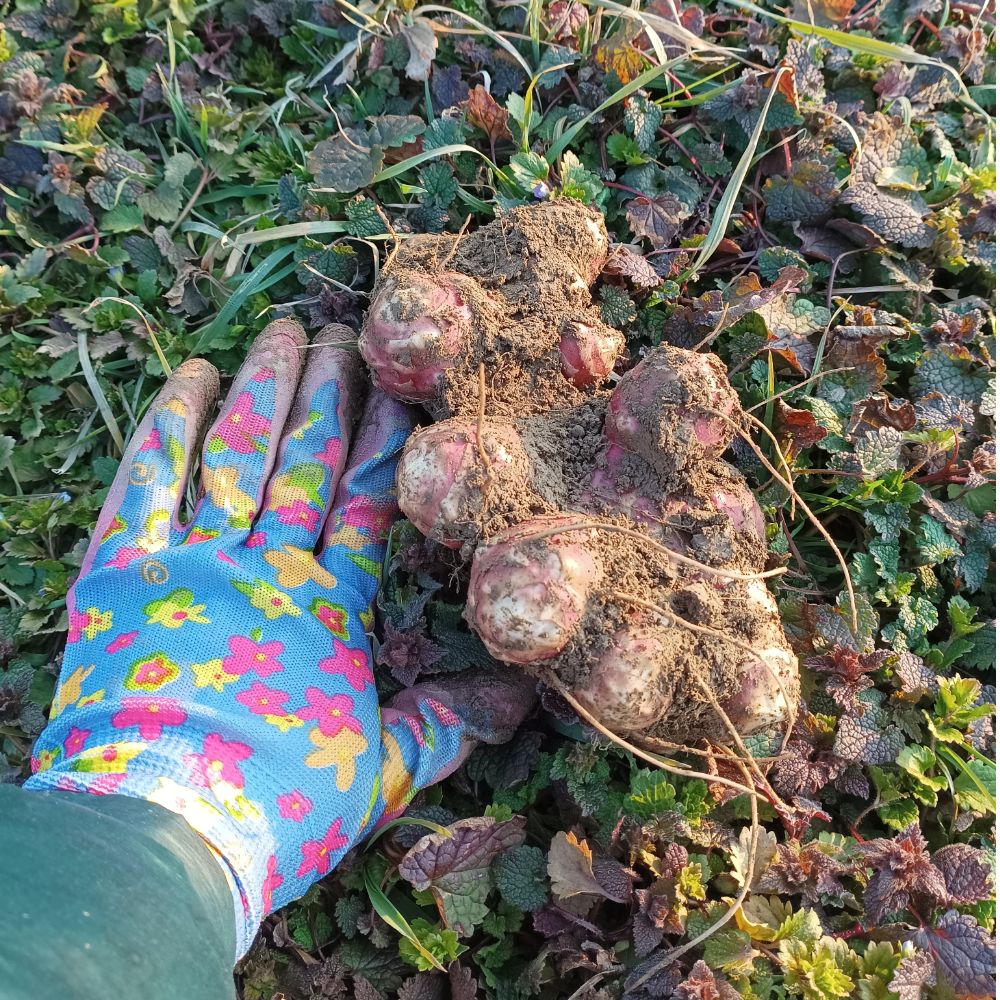 Ljubičasta thumbnail 2